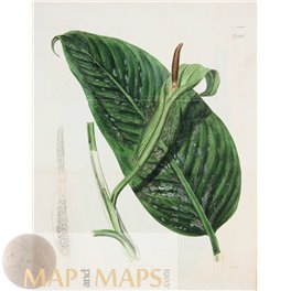 Botanical Print N2606 Hand colored. Curtis's Botanical Magazine 1825