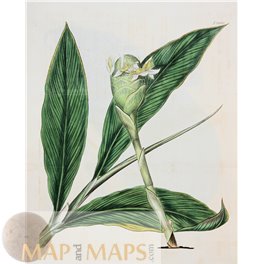 Botanical Print N2000 Hand colored. Curtis's Botanical Magazine 1825