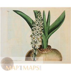 Botanical Old Print N 1074 Hand Colored by Curtis 1808
