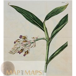 Botanical Old Print Plate N 1900 Curtis/Walworth 1817