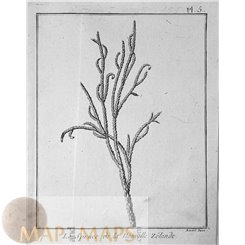 DACRYDIUM CUPRESSINUM OF NEW ZEALAND, RIMU, OLD ENGRAVING BY CAPT. COOK 1775