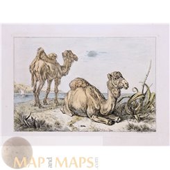 Camel, Dromedary, signed Copperplate engraving 1832