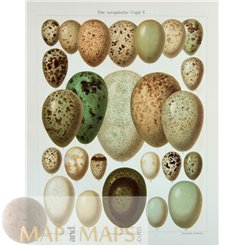 Eggs of European Birds 2 Vintage antique Bird print 