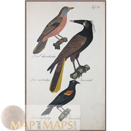 Bird Art Print Red Billed, Montezuma Blackbird 1880