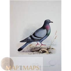 Rock Dove - Columba livia Old Bird Egg Print 1. Meyer 1842