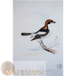 Wood Shrike Adult male - Old Bird Print - Naumann 1899