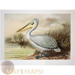 Pelecanos Vintage Pelican Bird Print Nauman 1897