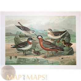 Red-necked phalarope Vintage Bird Print Naumann 1897