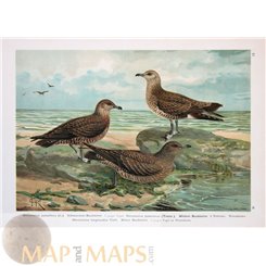 SKUAS BIRD-OLD PRINT-NATURAL HISTORY OF BIRDS - NAUMANN 1897