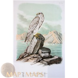 Gyrfalcon / Falco Candicans Bird print von Riesenthal 1876.