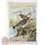 OLD PRINT-NATURAL HISTORY OF BIRDS-LIMOSA LIMOSA-NAUMANN 1897