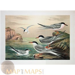 Sterna seabird - Sternidae Vintage bird print Naumann 1897