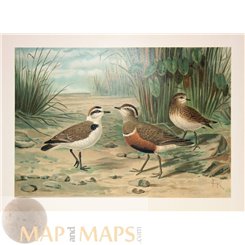 Kentish plover - Eurasian Dotterel Bird Print Naumann 1897