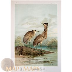 BITTERN BIRD-OLD PRINT-NATURAL HISTORY OF BIRDS - NAUMANN 1897