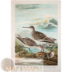 TOTANUS-TRINGA BIRD-OLD PRINT-NATURAL HISTORY OF BIRDS-NAUMANN 1897