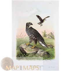 Pernis Apivorus - Honey Buzzard von Riesenthal Print 1876