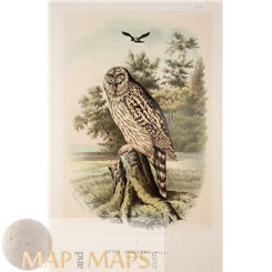 The Ural Owl (Strix Uralensis) Bird Print von Riesenthal 1876