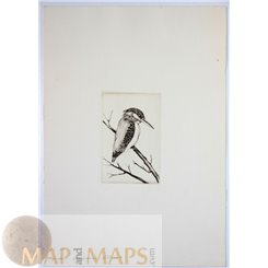 Common Kingfisher Old Bird Print Paul Joseph Disam 1928