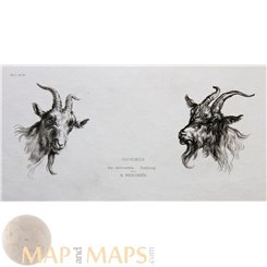 Goats, Antique print after Berghem 1850