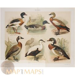 Ducks Antique Print Meyer 19th Century