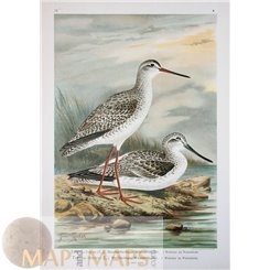 REDSHANK BIRD-OLD PRINT-NATURAL HISTORY OF BIRDS-NAUMANN 1897