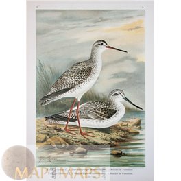 Redshank Birds Old Bird Prints Naumann 1897