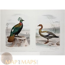 Le Lophophore – La Bernache Magellanique E Travies 1857