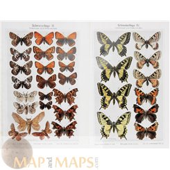 Lepidoptera species, Butterflies 2 vintage antique prints Meyer 1905