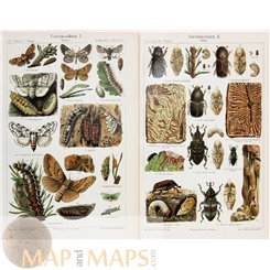 Forest Insects, Antique Old Print Meyer 1905