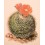 Cactus Mammellaria Old vintage Print 1979