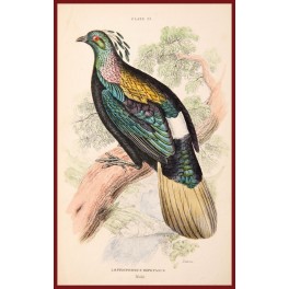 LOPHOPHORUS IMPEYANUS Fine bird print 1896