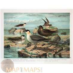 Skua Seabirds Stercorarius Bird Print Nauman 1897.