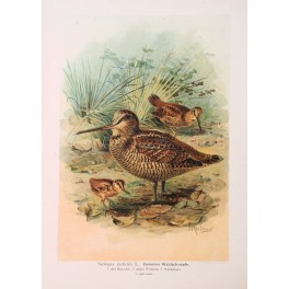 WOODCOCK BIRD-OLD PRINT-YOUNG BIRDS - NAUMANN 1897