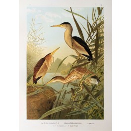 OLD PRINT-NATURAL HISTORY OF BIRDS-ARDETTA MINUTA-NAUMANN 1897