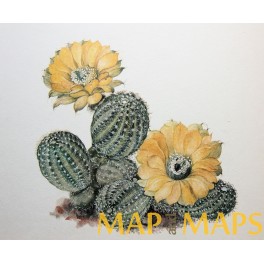Cactus Lobivia jajoiana, Backbg, vintage print